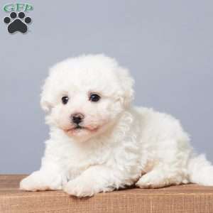 Snowball, Bichon Frise Puppy